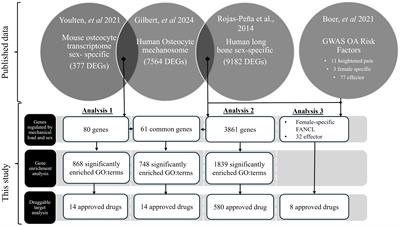 Osteocytes contribute to sex-specific differences in osteoarthritic pain